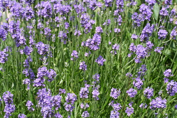 Gartenposter Lavendelblüten schöner natürlicher Lavendel  © Julien LAURENT