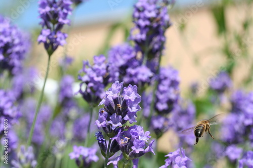 lavande avec abeille en plein vol