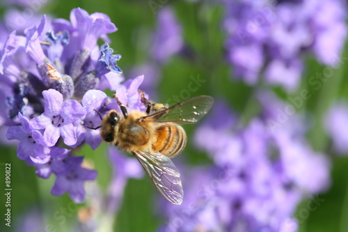 abeille sur lavande