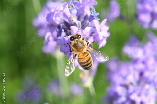 abeille sur lavande