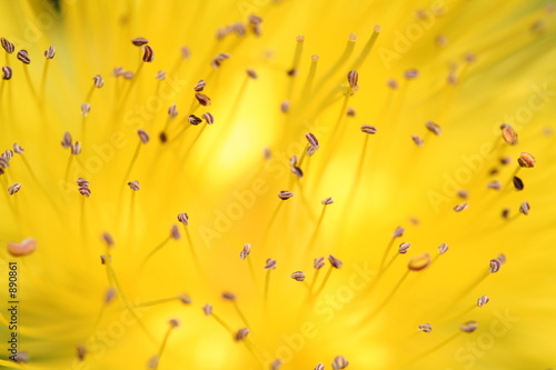 macro sur le pollen d'une fleur jaune
