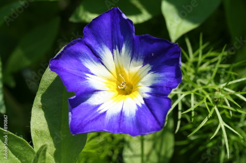 petite fleur bleue et jaune