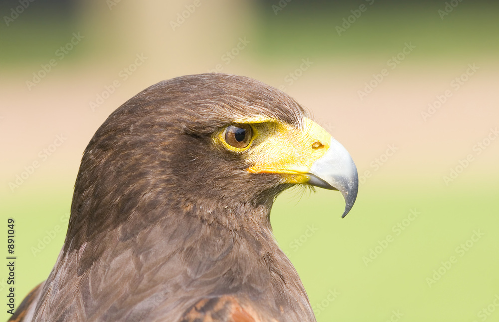 harris hawk harris hawk