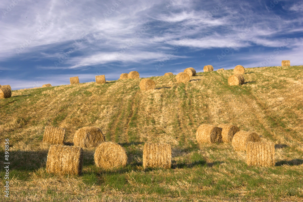 hay bales field