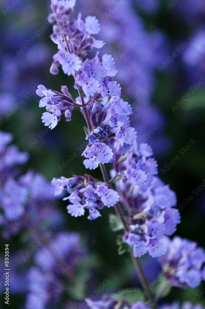 sage sage