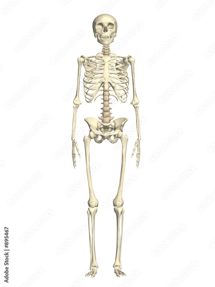 human skeleton human skeleton
