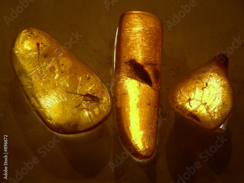 ambre et insectes fossilisés photo
