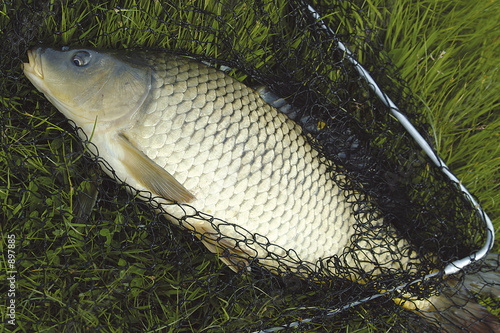 carp