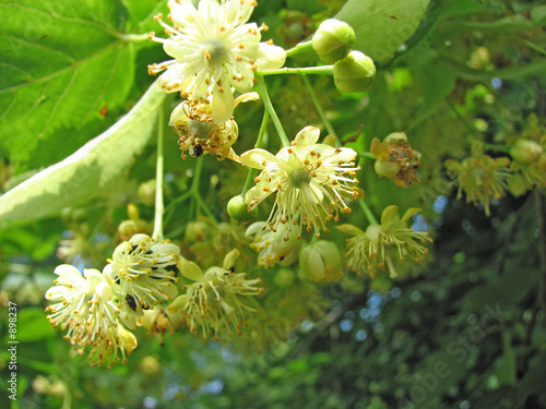 lindenblüten