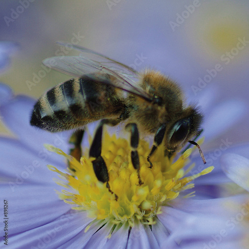 bee
