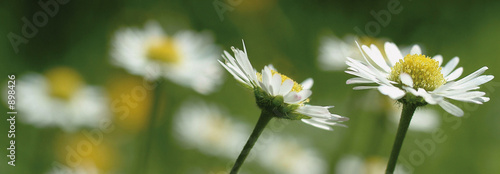 daisies
