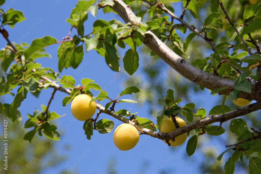 yellow plum tree