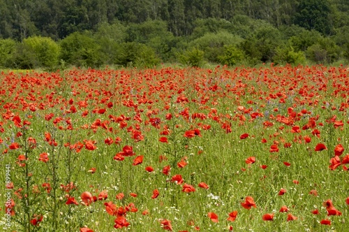 Fototapeta Naklejka Na Ścianę i Meble -  poppy meadow 3