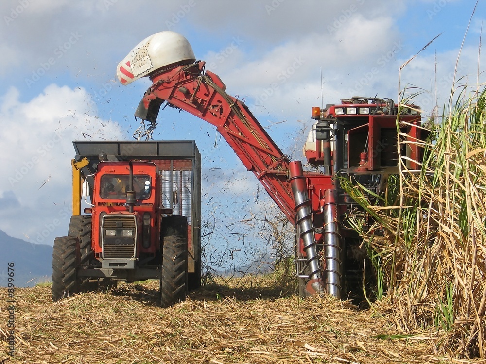Naklejka premium cane harvest