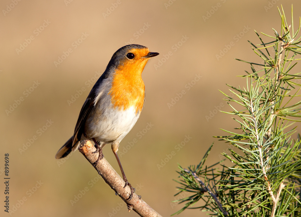 bird bird
