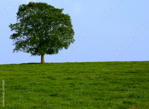 wiese mit baum