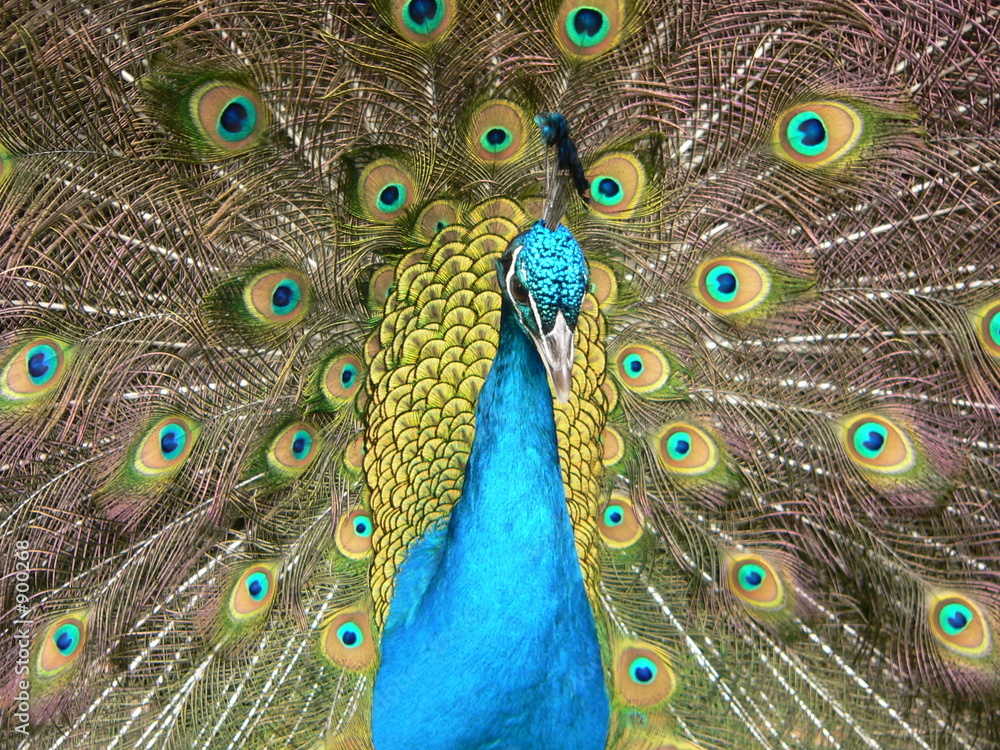 Obraz premium peacock