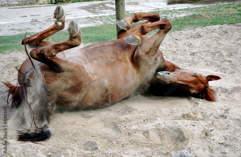 Foto roulade cheval au paddock