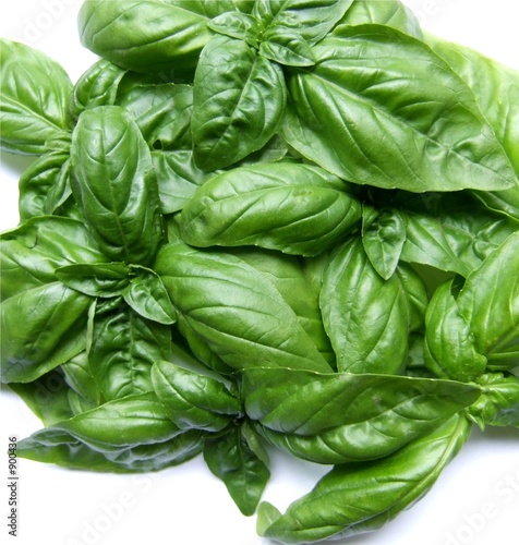 basilic
