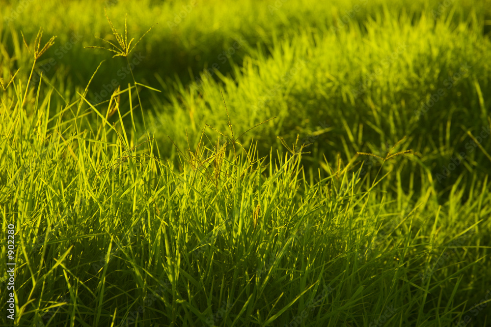 backlit grass backlit grass