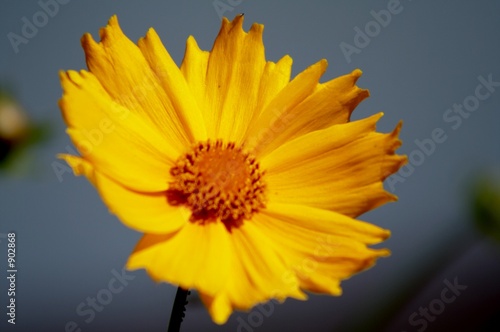 yellow flower1