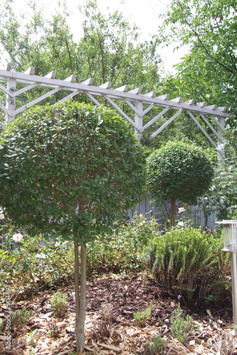  kugelbaum ligustrum vulgare photo