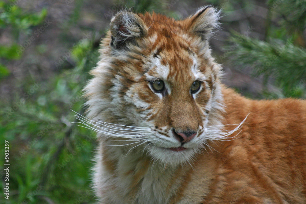 Fototapeta premium golden tabby tiger