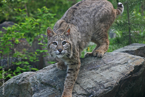 bobcat
