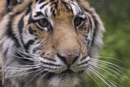 Fototapeta Naklejka Na Ścianę i Meble -  siberian tiger