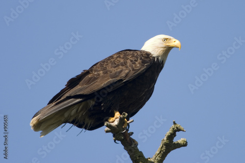 american bald eagle on tree © searagen