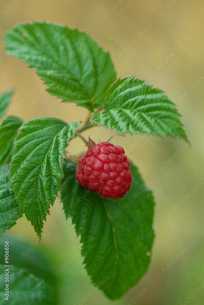 himbeere himbeere