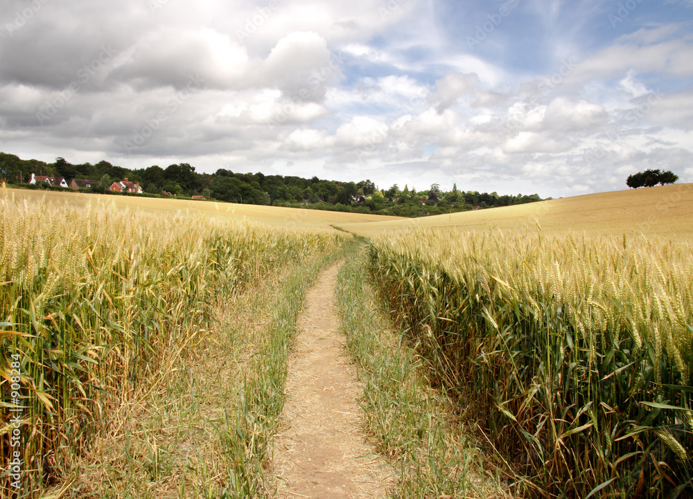 Obraz premium footpath through a cornfield