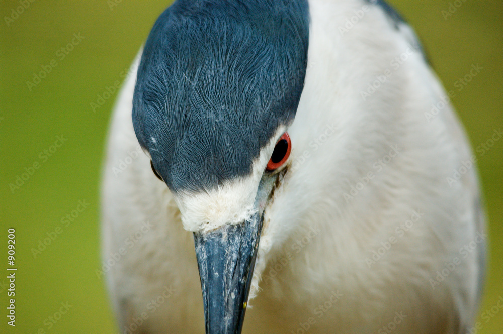 heron close-up