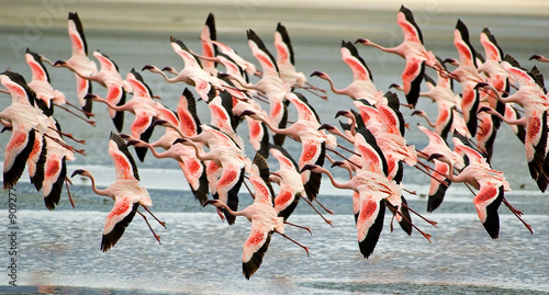 flamingoes flying low #909277