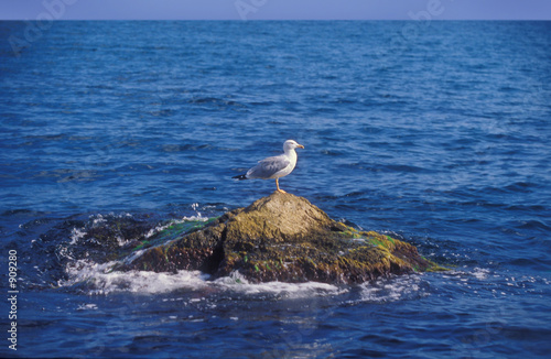 sea-gull on the boulder