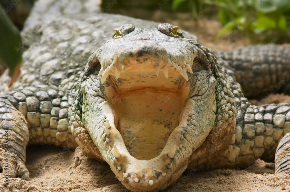 Fototapeta premium crocodile