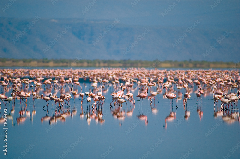 Fototapeta premium flamingos of natron