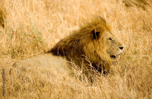  male lion