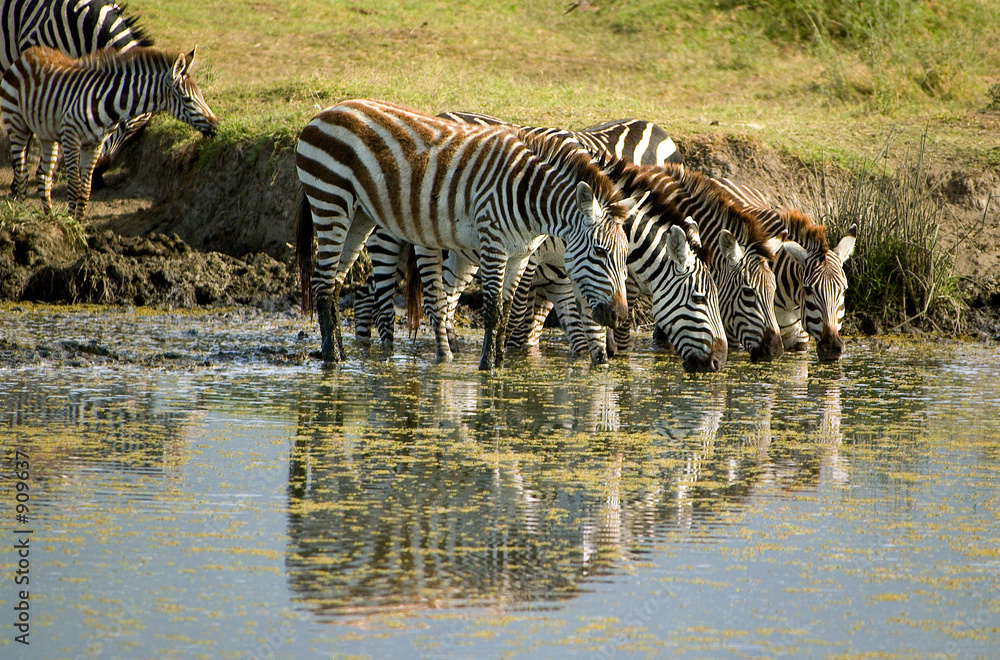 zebras at the water hole zebras at the water hole