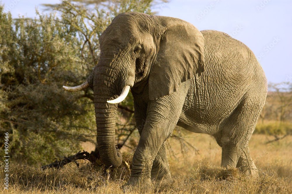 Fototapeta premium african elephant
