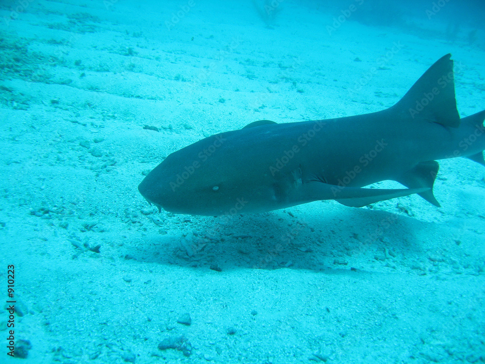 Fototapeta premium shark