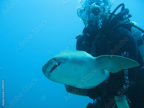 diver holding shark
