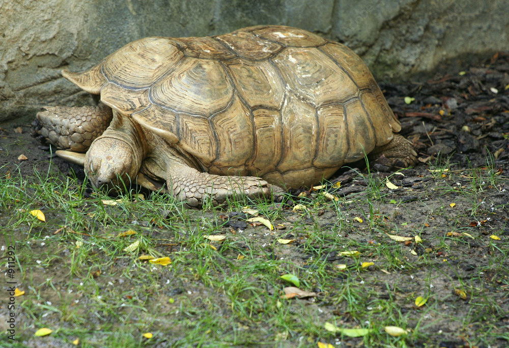 african spurred tortoise african spurred tortoise