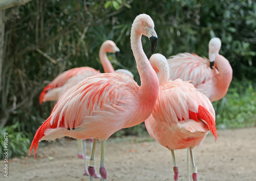 chilean flamingo couple © visi.stock