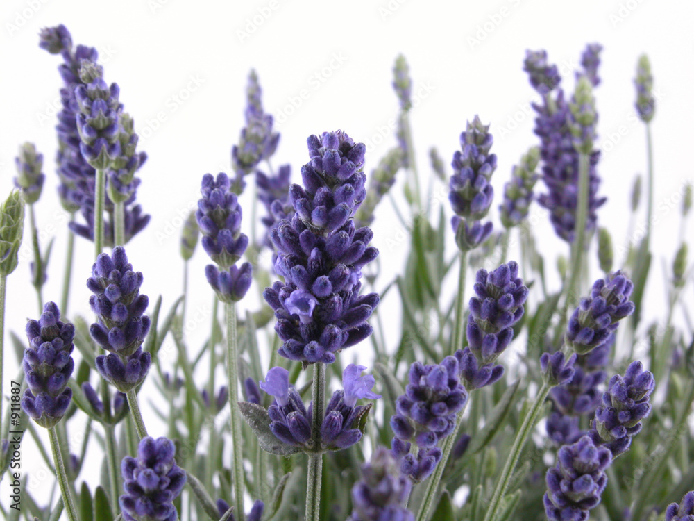 Obraz premium lavender
