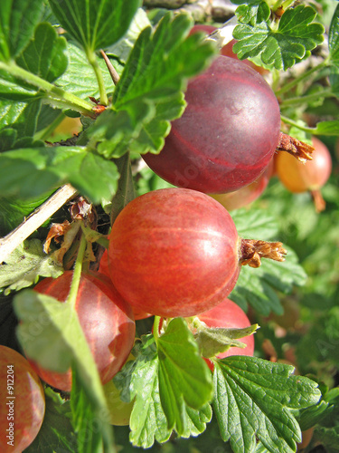 rote stachelbeeren