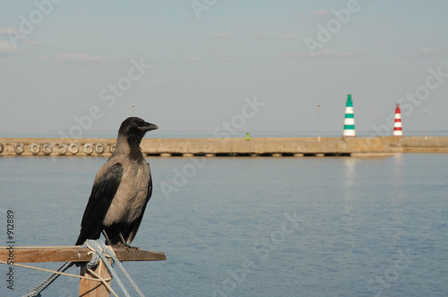 crow