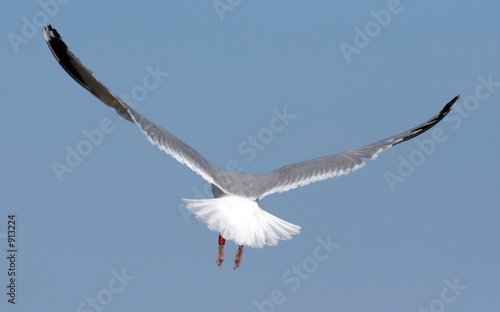 seagull flying away