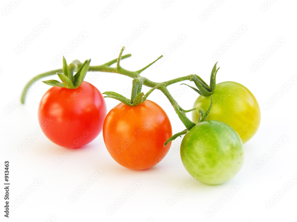 evolution tomate-cerise 1 evolution tomate-cerise 1