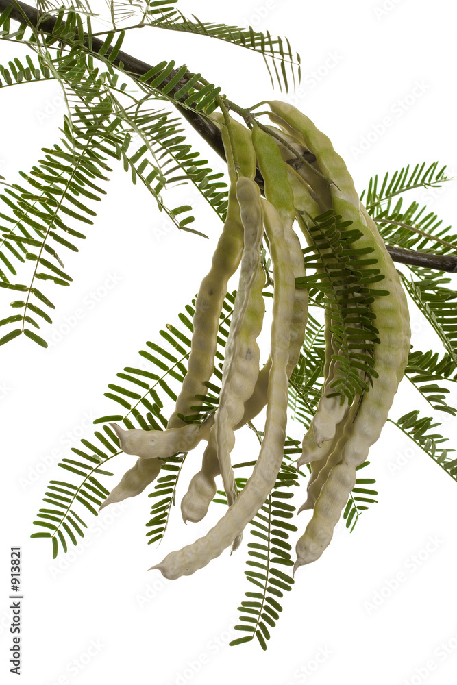 Fotografie mesquite pods